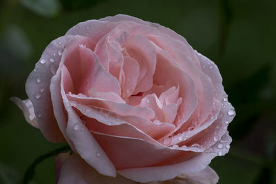 Close-up of wet pink rose