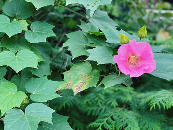 Close-up of pink flowering plant