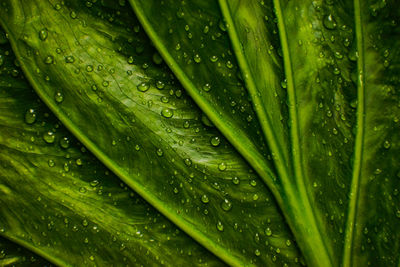 Full frame shot of wet plant