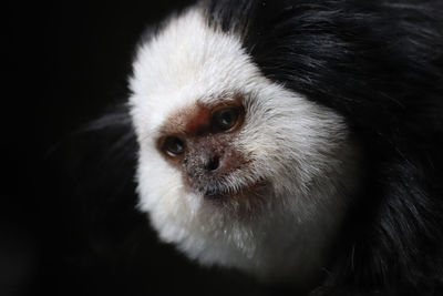 Close-up portrait of marmoset