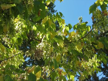 Low angle view of tree against sky