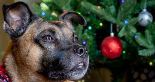 Close-up of dog with christmas tree