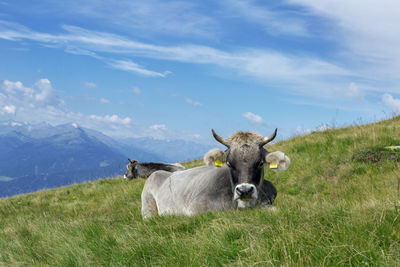 Portrait of cow on field against sky