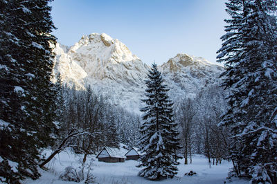 Snow covered land and trees against clear sky