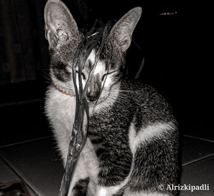 Close-up portrait of a cat at home