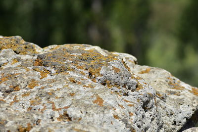 Close-up of lichen on rock