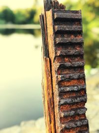 Close-up of wooden post on tree trunk