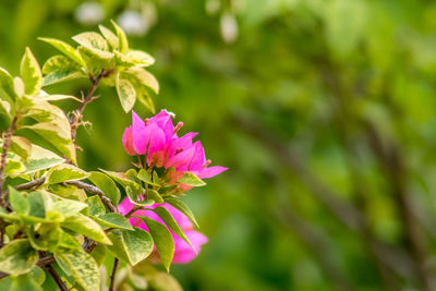 Close-up of pink flowers blooming outdoors