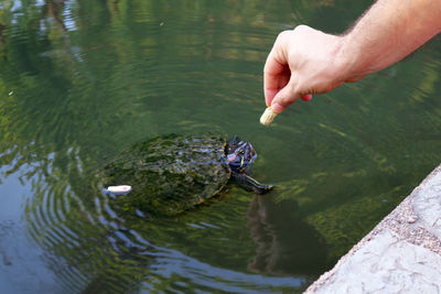 High angle view of hand holding fish in lake