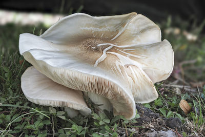 Close-up of mushroom growing on field