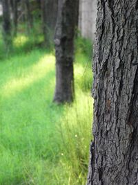 Close-up of tree trunk