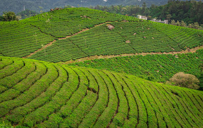 Scenic view of agricultural field