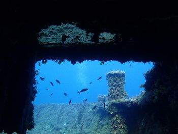 Fish swimming in sea