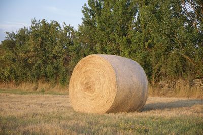 Hay bales on field