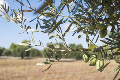 Low angle view of plant against sky