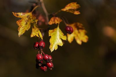 Close-up of berries growing on plant during autumn