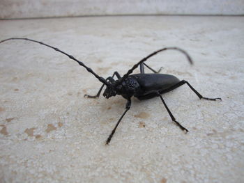 Close-up of bug