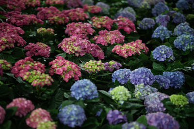 Close-up of purple flowering plants