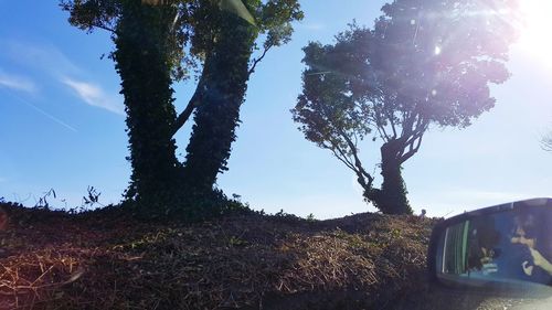 Low angle view of trees against sky