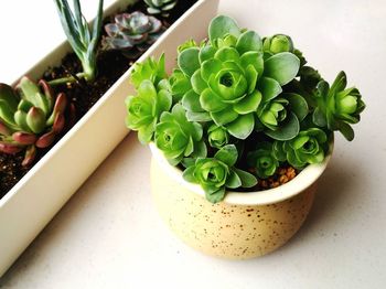 High angle view of salad in bowl on table