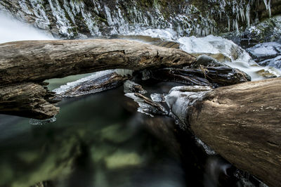 Fallen trees at frozen lake