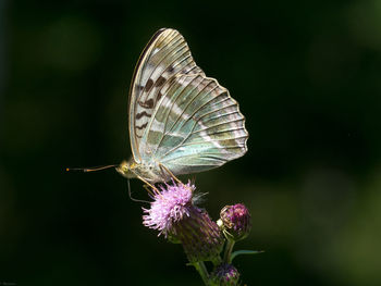 Butterfly perching on thistle bud