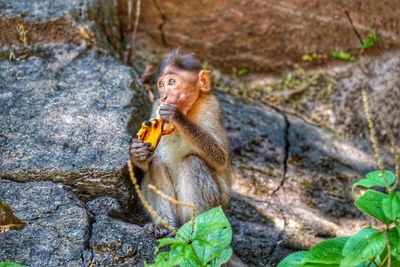 Close-up of monkey sitting on rock