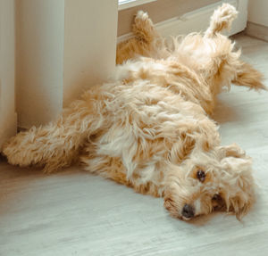 domestic animals