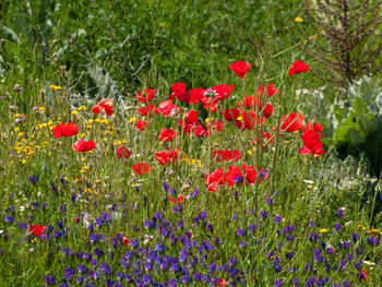 Red poppy flowers on field