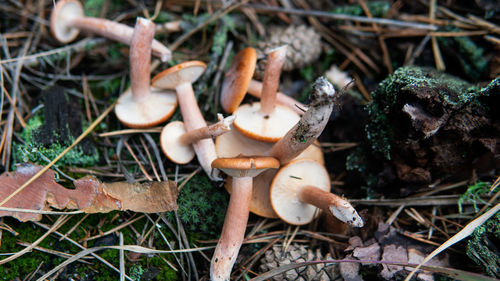 Close-up of mushrooms growing on field