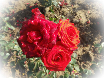 Close-up of red rose blooming outdoors