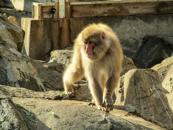 Monkey sitting on rock