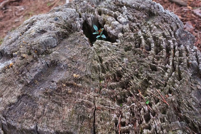 Close-up of frost on rock