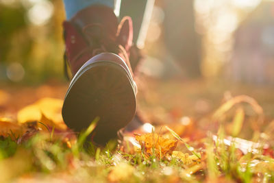 Close-up of leaves falling on field during autumn