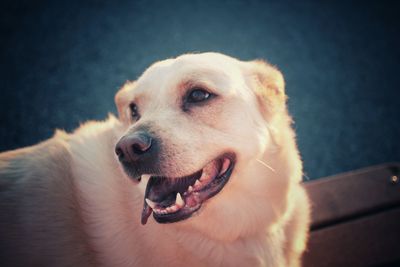 Close-up of dog looking away