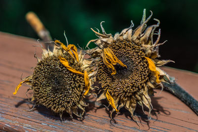 Close-up of bee pollinating on flower