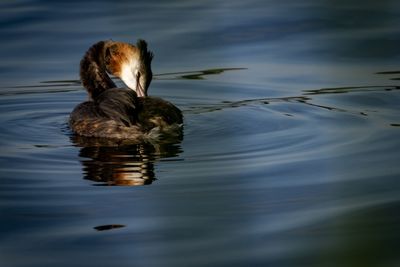 Duck swimming in a lake