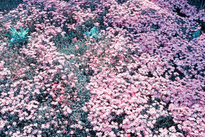 Full frame shot of pink flowers