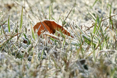 Close-up of dry leaf on land