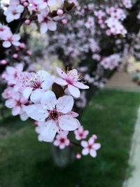 Close-up of pink cherry blossoms