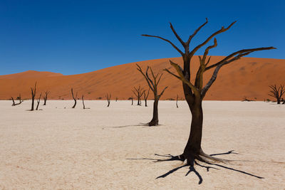 Bare tree on sand dune against clear sky