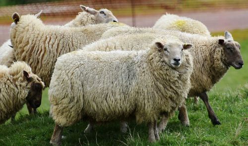 Close-up of sheep