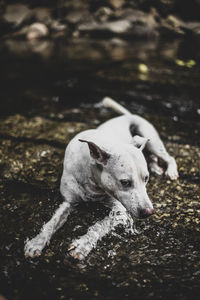 Dog looking away in lake