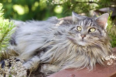 Close-up portrait of cat