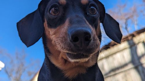pet