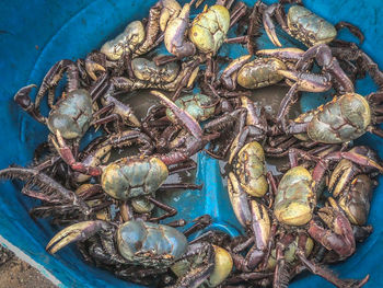 High angle view of fish for sale in market