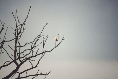 Low angle view of bare trees