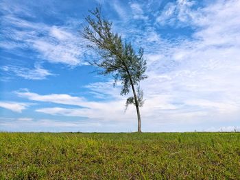 Tree on field against sky