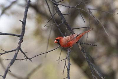 Close-up of cardinal perching on branch