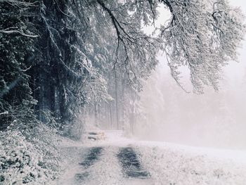 Trees on snow covered landscape